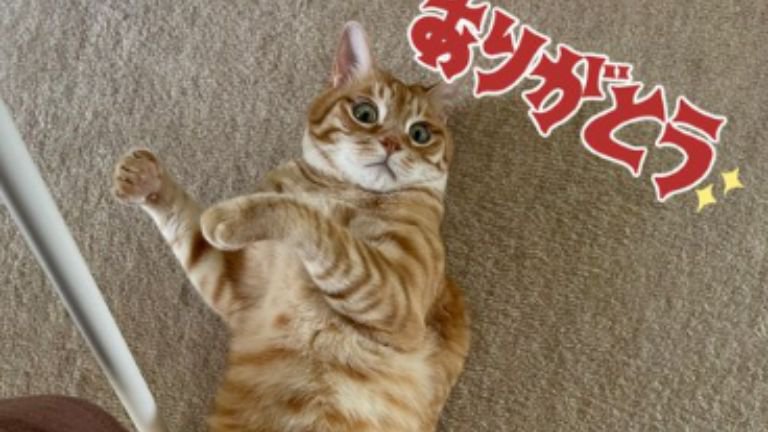 室内にいる猫