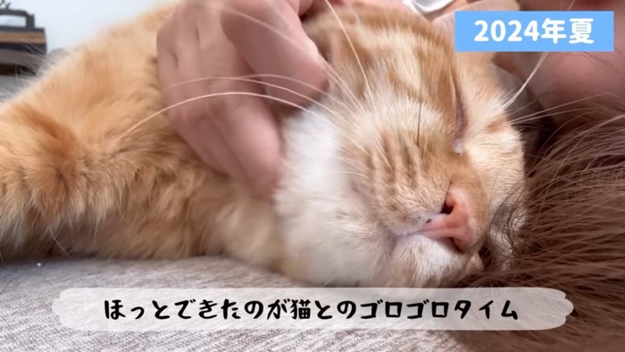 ママと一緒に横になる茶トラ猫