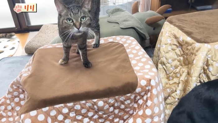 机の上にのる「リリ」