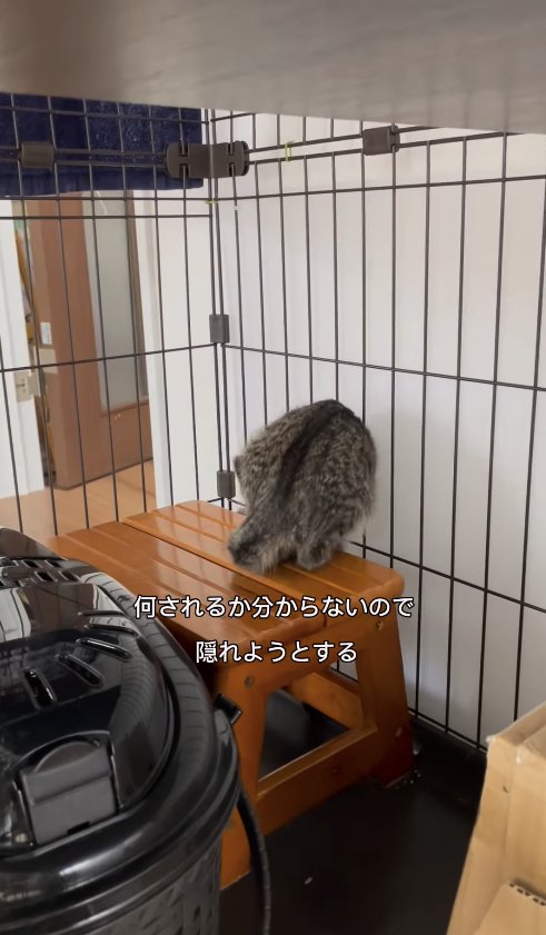 踏み台から降りようとしているキジトラ子猫の後ろ姿