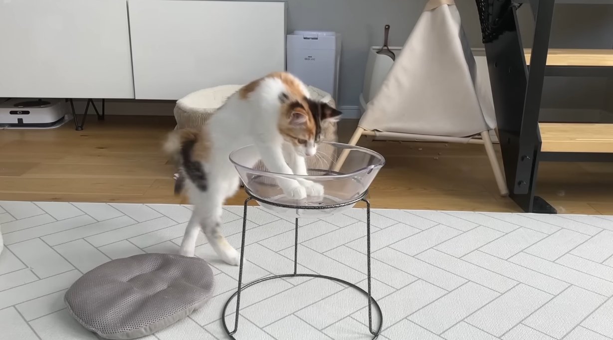 ベッドの中に両前足をIN