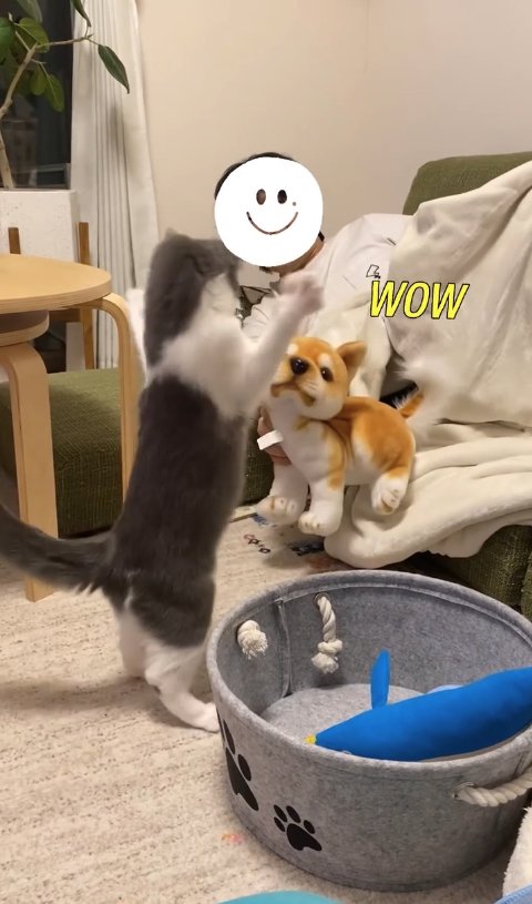 二本足で立ってぬいぐるみの前で両前足をあげている猫