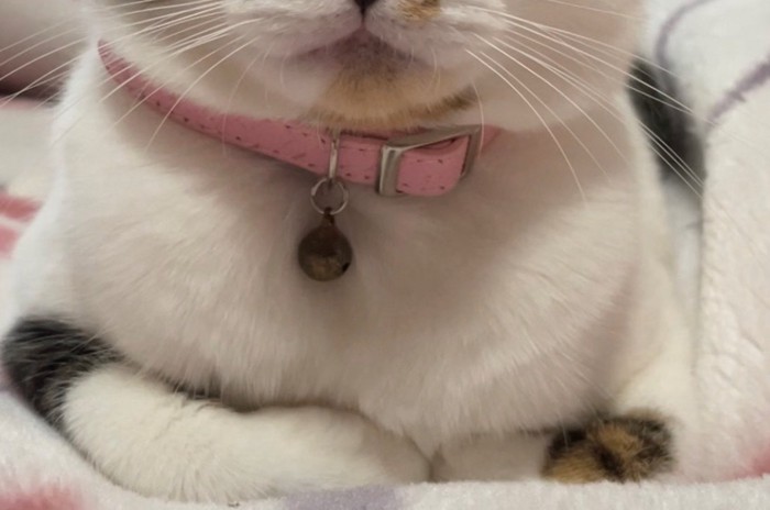 猫の前足と毛並み