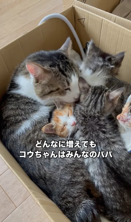 段ボールの中で子猫の毛づくろいをしている猫