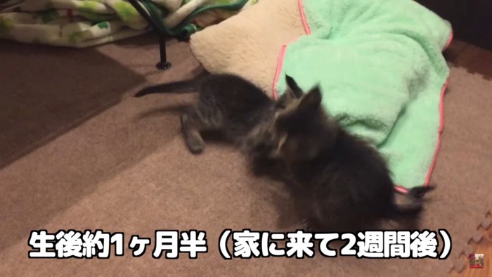 じゃれ合う子猫