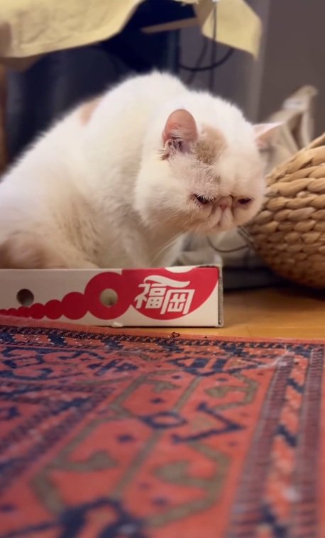 小さな箱に入る猫