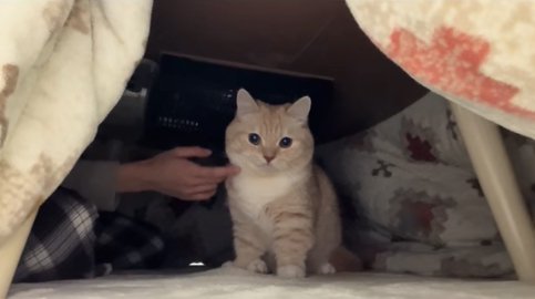 こたつの中で飼い主に撫でられているカメラ目線の猫