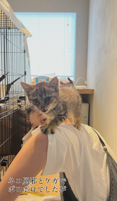 保護主さんの腕に乗っているカメラ目線の子猫