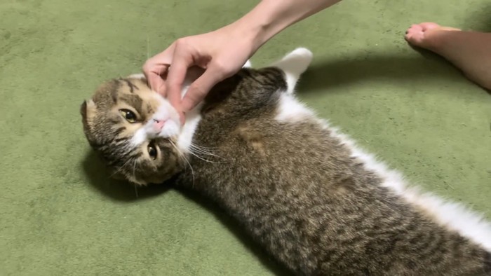 寝転がってくつろぐ猫の写真