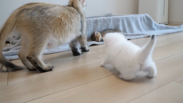 成猫を追いかける子猫