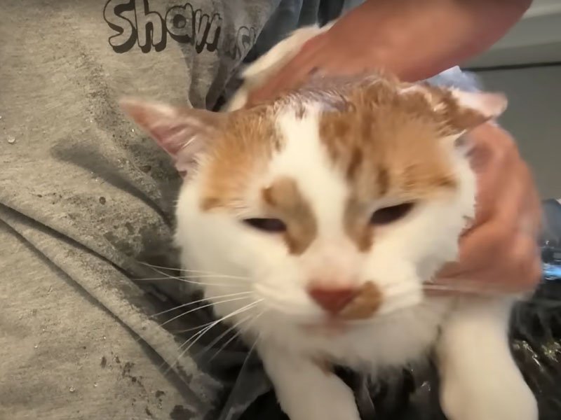 膝の上で洗われる猫