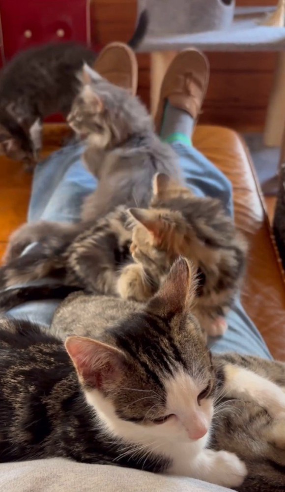 5匹の子猫