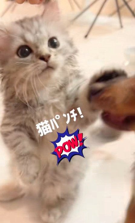 犬に猫パンチをするマンチカン