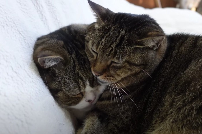 重なって寝る猫2匹