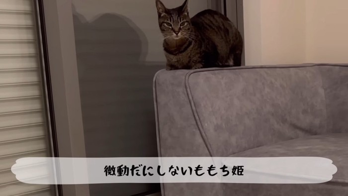 微動だにしない