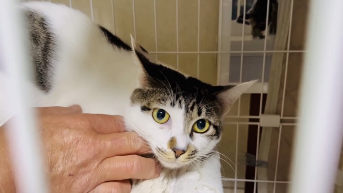 ケージの中、父ちゃんに顎を撫でられる猫