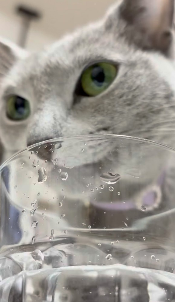 猫が水を飲んでいる写真3