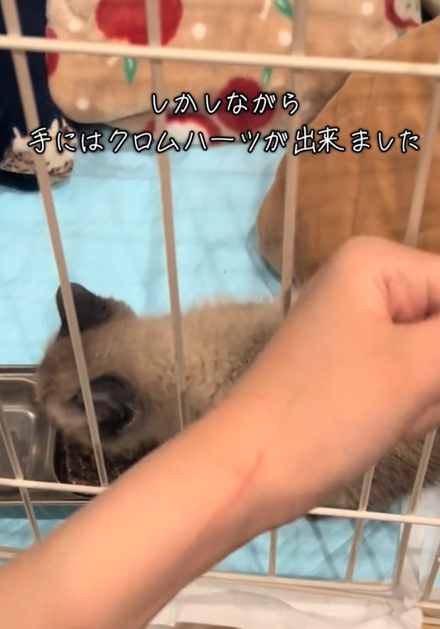 ケージの中にいる子猫