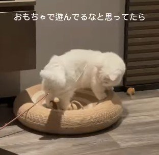 ベッドの上で下を向く猫