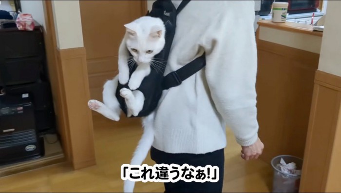 抱っこ紐で女性におんぶされる猫