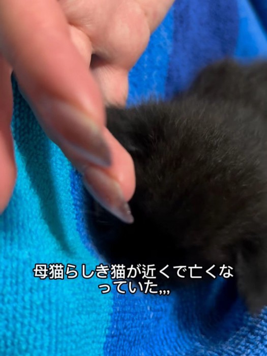 丸くなる子猫