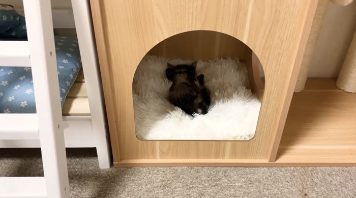 木のおうちの中で眠るもこくん