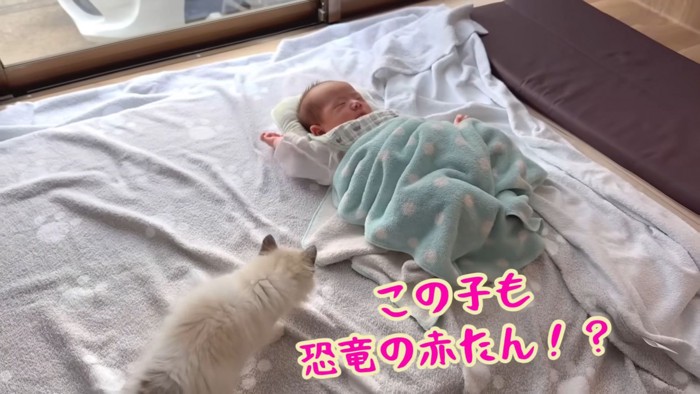 テロップ「この子も~」