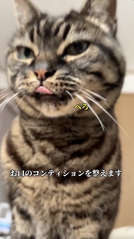 舌をぺろっと出す猫