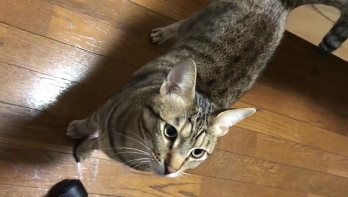 見上げるティガーくん