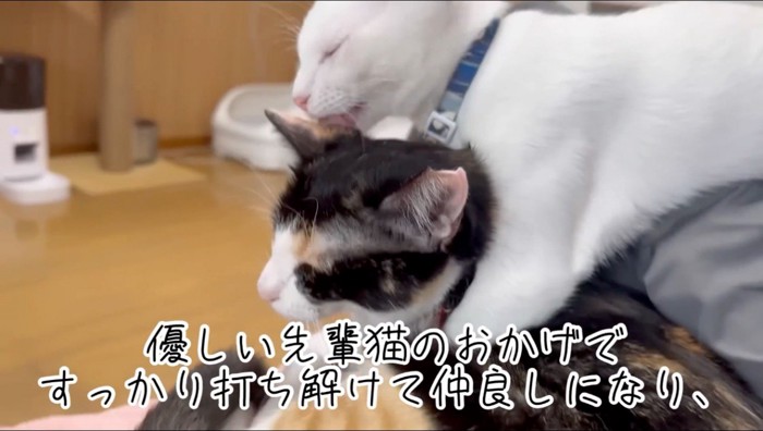 先輩猫を毛繕いする白猫