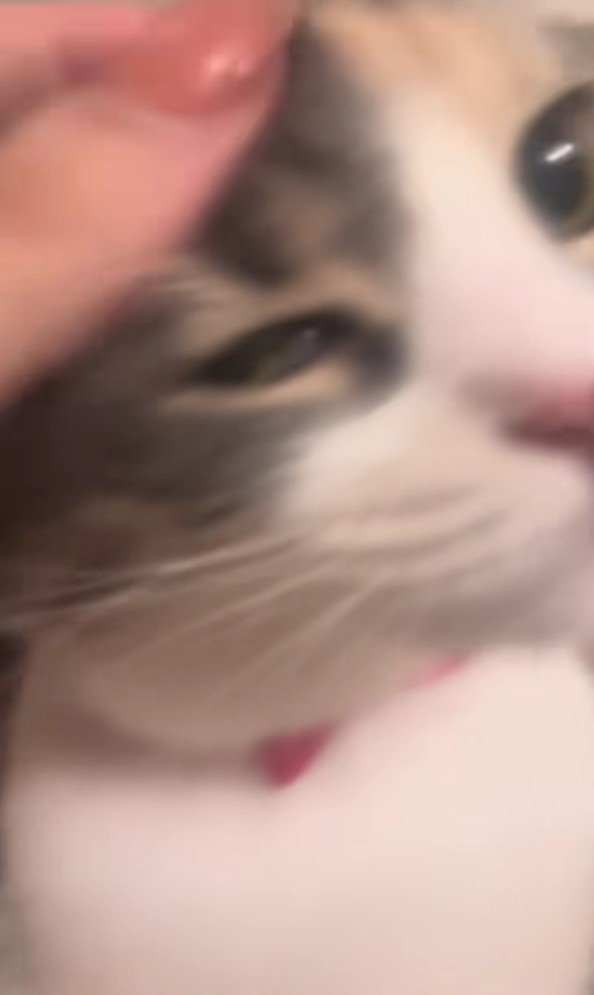 なでられている猫