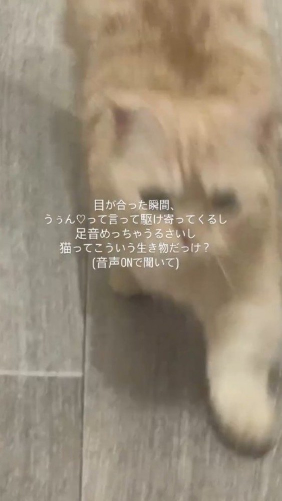 飼い主の足元に駆け寄る猫
