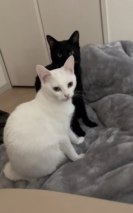 布団の上で同時にふりかえる白猫と黒猫