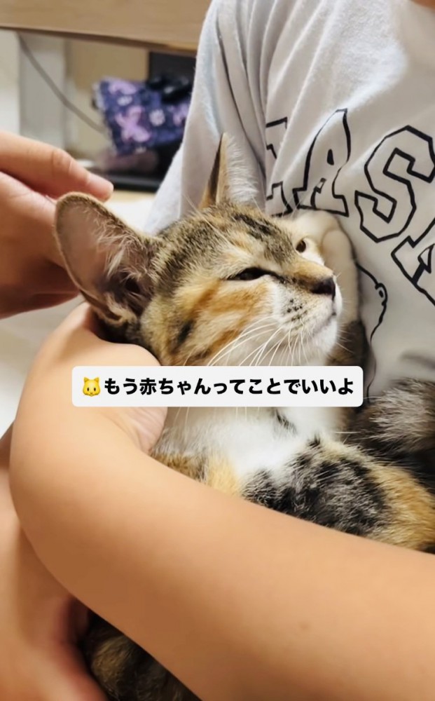 息子さんに抱っこされてママさんに撫でられる子猫