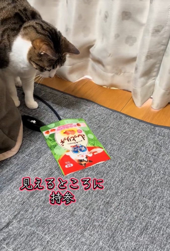 見える場所に袋を落とす猫
