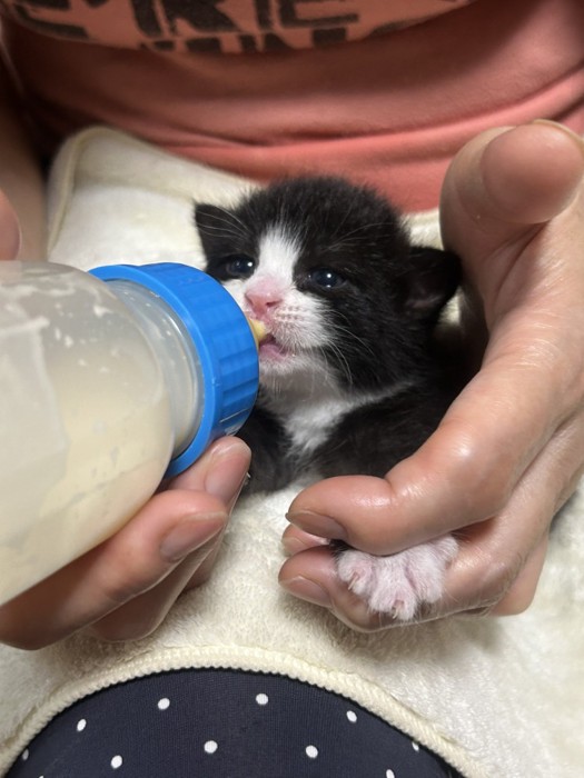 ミルクを飲む子猫
