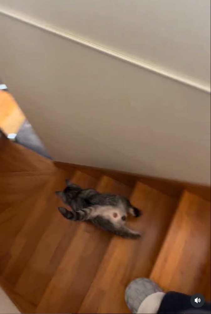 先に階下へ降りる猫