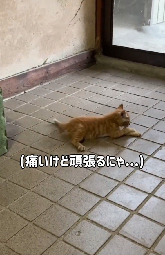 リハビリをする猫