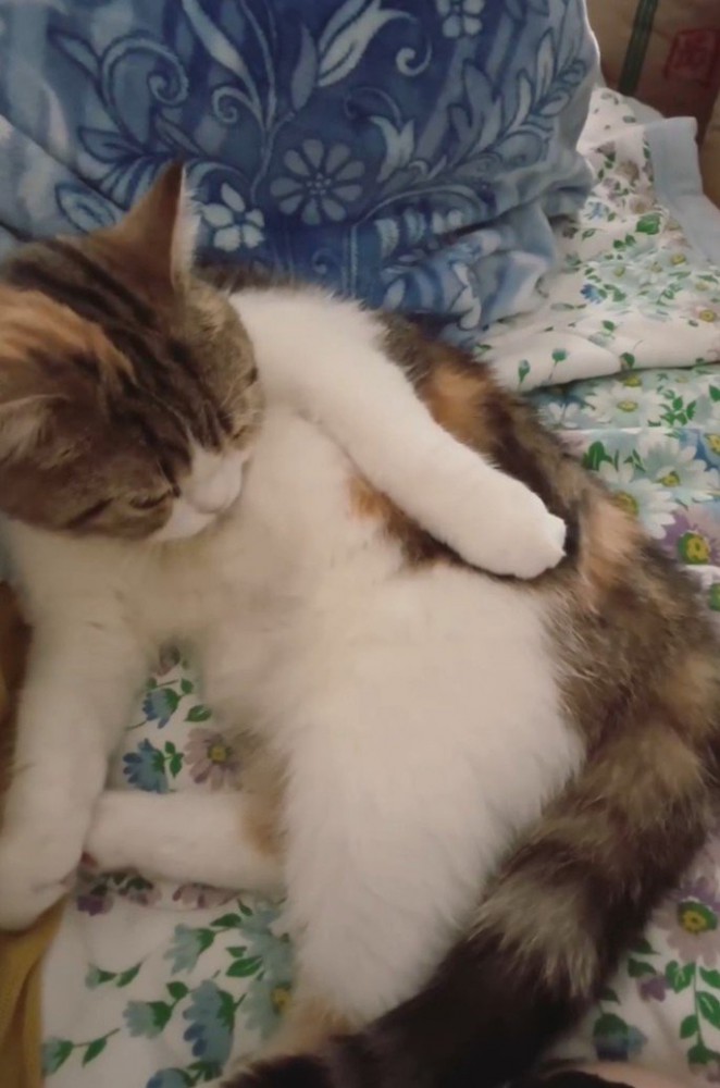 寝そべる三毛猫