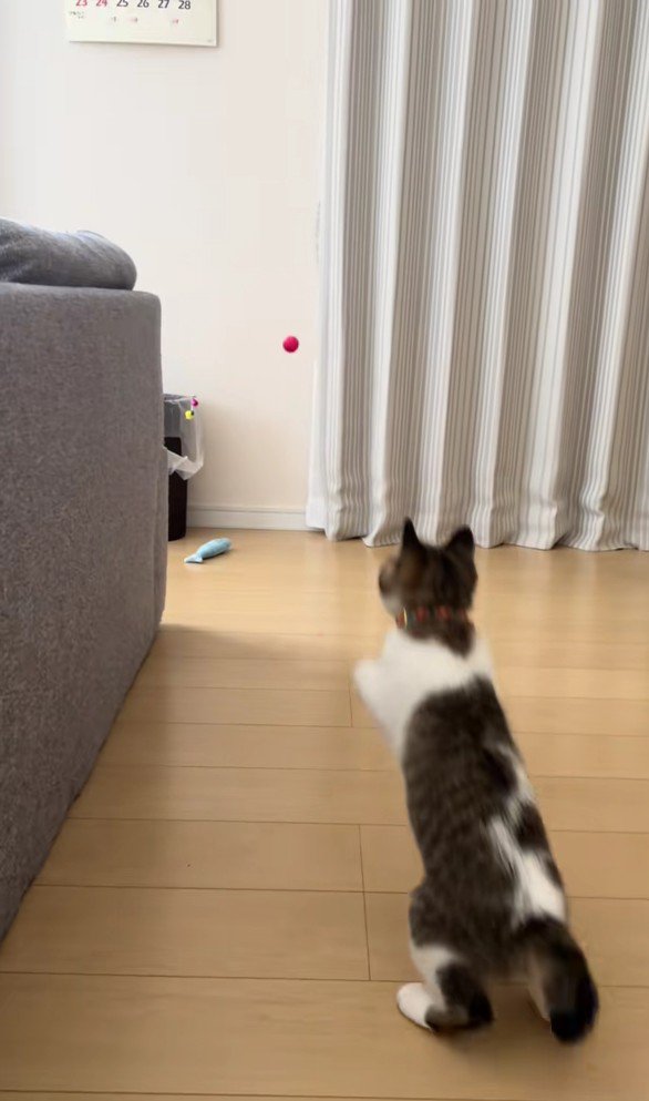 スーパーボールとあきくん