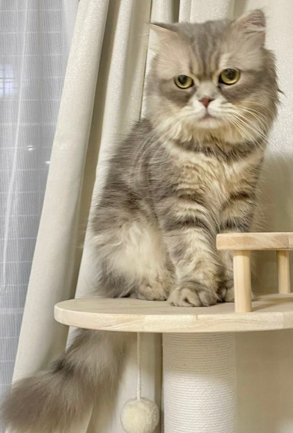 キャットタワーに乗る猫の全身