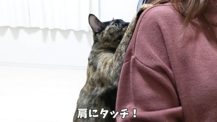肩にタッチするももちゃん