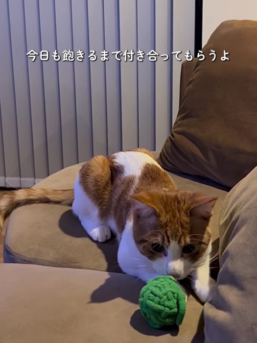 ボールのそばで待つ猫