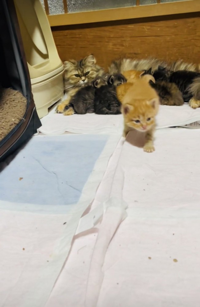 お母さん猫のおっぱいを飲む5匹の子猫とママに向かって歩く茶トラ子猫