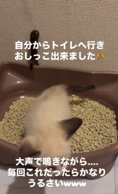 トイレの縁に立つ子猫%％1人でトイレできたよ！