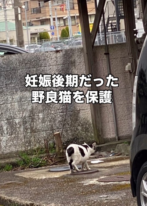 歩いている猫の後ろ姿