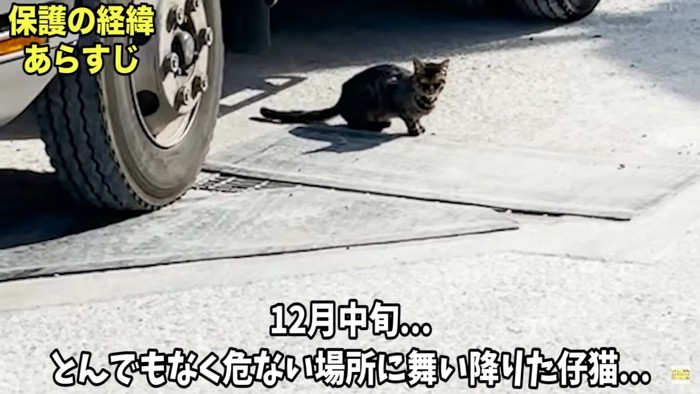 危ないところでご飯を貰うぴーすけくん