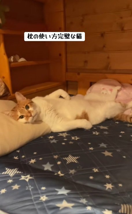 枕に頭を乗せて寝ている猫