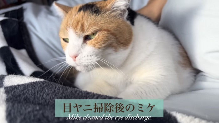 きれいになったミケ