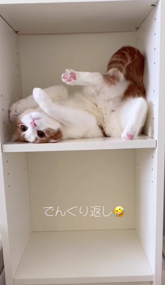 棚の中のはなちゃん